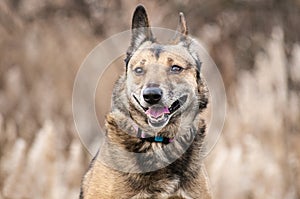 Funny small brown dog portrat close-up photo