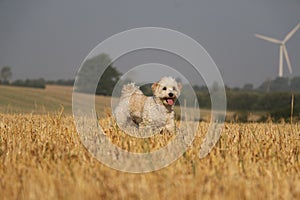 a funny small brown and white havanese dog is running on a stubble field early in the morning