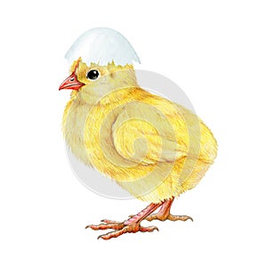 Funny small chick with cracked egg shell on the head. Watercolor painted illustration. Hand drawn tiny fluffy chicken