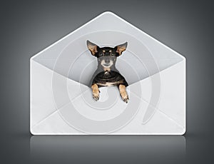 Funny small dog in post cover