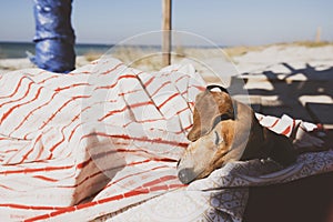 Funny small dog sleeps under a blanket, lying on the bungalow