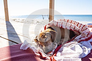 Funny small dog sleeps under a blanket, lying on the bungalow