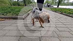 Funny small dog walks in a park with owner