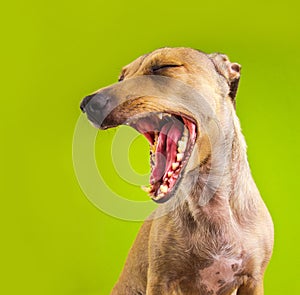 Funny small dog yawns with big open mouth