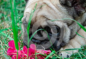 Funny small french bulldog puppy on nature outdoor