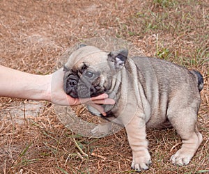 Funny small french bulldog puppy on nature outdoor