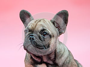 Funny small french bulldog puppy on pink background