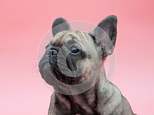 Funny small french bulldog puppy on pink background