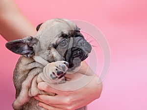 Funny small french bulldog puppy on pink background