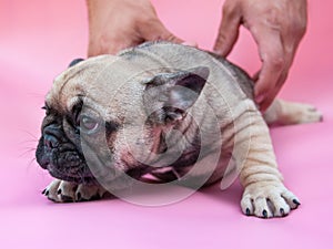 Funny small french bulldog puppy on pink background