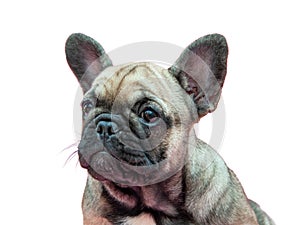 Funny small french bulldog puppy portrait isolated on the white background