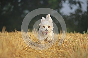 Funny small havanese is running on a stubble field