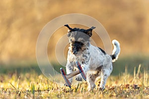 Funny small jack russell terrier sporty dog dropping a retrieve on a meadow