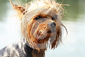 Funny Small Puppy After Swimming