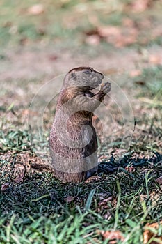 Funny and small rodent, prairie dog on grass