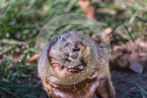 Funny and small rodent, prairie dog on grass