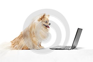 Funny small sand color pomeranian Spitz, doggy or pet sitting and looking at laptop screen isolated over white