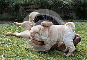 Funny with small sharpei puppies