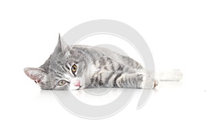 Funny small tabby gray kitten with beautiful big yellow eyes isolated on white background. Lovely fluffy cat is playing