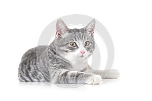 Funny small tabby gray kitten with beautiful big yellow eyes isolated on white background. Lovely fluffy cat is playing