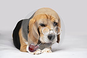 funny smart face of a beagle dog with glasses and a smoking pipe in his mouth