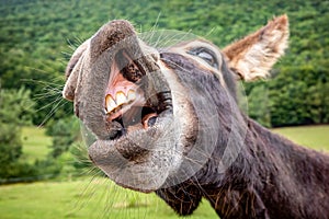 Funny smile of donkey with bared teeth into the camera