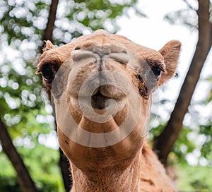 Funny smiling camel head shot portrait