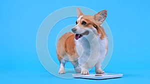 Funny smiling dog or cardigan measures weight on electronic floor scale,