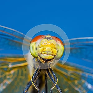 Funny Smiling Dragonfly Insect Portrait