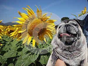 Funny smiling fat pug in garden sunflower blooming outdoor concept happy holiday.