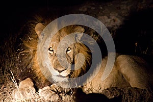Funny smiling lion in Sabi Sands photo