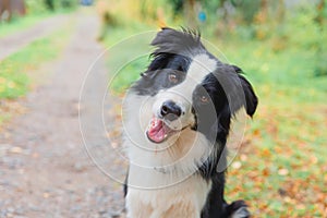 Funny smiling puppy dog border collie playing sitting on dry fall leaves in park outdoor. Dog on walking in autumn day