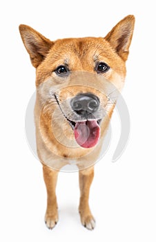 Funny smiling Shiba Inu dog looking at camera and smiling with open mouth.