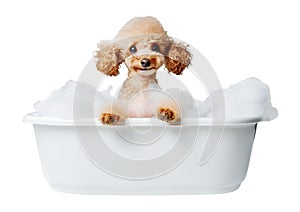 Funny smiling Toy Poodle dog in a bath with foam, isolated on transparent background, cute pet concept, realistic illustration,