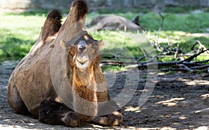 Funny smiling two humped camel