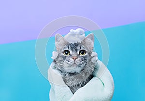 Funny smiling wet gray tabby cute kitten.