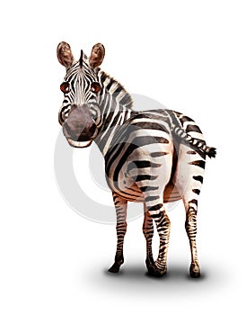 Funny smiling zebra looking back illustration like