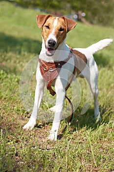 Funny Smooth Fox Terrier