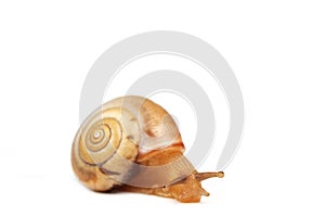 funny snail