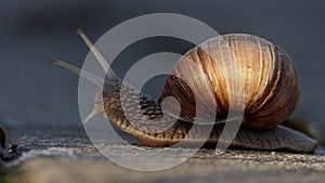 A funny snail creeps on a concrete surface in summer in slow motion