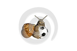 Funny snail with a soccer ball on white isolated background