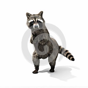 Funny sneaky conniving raccoon standing on his hind legs with its hands over its mouth laughing or taunting photo