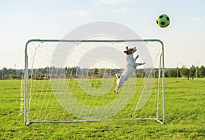 Funny soccer football goalie keeper saving a goal