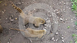 Funny South American ring-tailed Coati - Nasua digs the ground among a flock of relatives in zoo. Wild life animal with