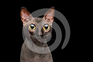 Funny Sphynx Cat on isolated black background