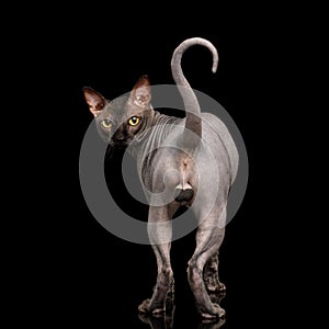 Funny Sphynx Cat on isolated black background