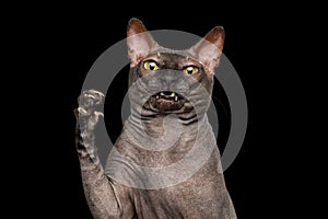 Funny Sphynx Cat on isolated black background