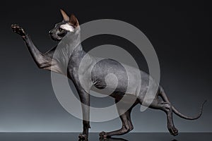 Funny Sphynx Cat Stands and Raising up paw on Black photo