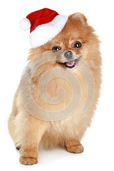 Funny spitz-dog in santa red hat