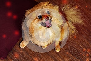 The funny,spitz,puppy,dog is smiling at you with interest and produces sparks from the mouth
